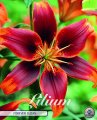 Lilium Forever Susan 2 Stück