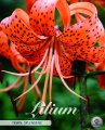 Lilium Tigriin. Splendens 2 Stück