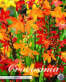 Crocosmia Mixed 15 Stück