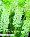 Eucomis Autumnalis 2 Stück