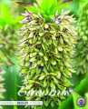 Eucomis Bicolor 1 Stück