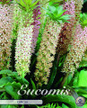 Eucomis Comosa 1 Stück