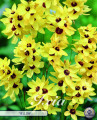 Ixia Yellow 15 Stück