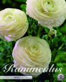 Ranunculus White 10 Stück