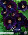 Alcea Maroon 1 Stück