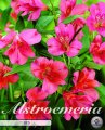 Alstroemeria Red 2 Stück