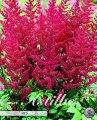 Astilbe Red 1 Stück