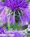 Centaurea Scabiosa 1 Stück