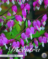 Dicentra Spectabilis 1 Stück