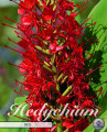 Hedychicum Red 1 Stück