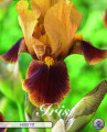 Iris Germanica Hissy Fit 1 Stück