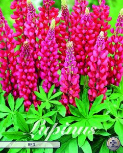 Lupinus Red 1 Stück