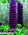 Lupinus Storm 1 Stück