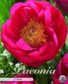 Paeonia Cytherea 1 Stück