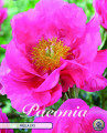 Paeonia Paula Fay 1 Stück