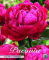 Paeonia Red Sarah Bernhardt 1 Stück