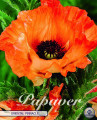 Papaver Oriental Pinnacle 1 Stück