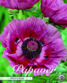 Papaver Patty`s Plum 1 Stück