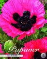 Papaver Moulin Rouge 1 Stück