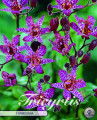 Tricyrtis Formosana 2 Stück