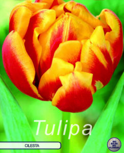 Tulpe Cilesta 7 Stück