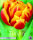 Tulpe Cilesta 7 Stück