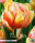 Tulpe Foxy Foxtrot 7 Stück