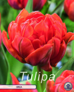 Keyzers Tulpe Orca 7 Stück