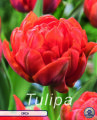 Keyzers Tulpe Orca 7 Stück