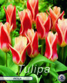 Tulpe Ancilla 7 Stück