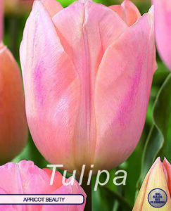 Tulpe Apricot Beauty 7 Stück