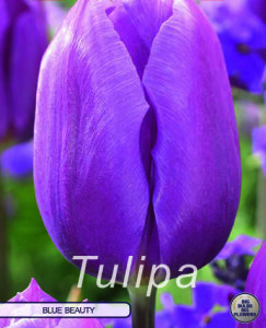 Tulpe Blue Beauty 10 Stück