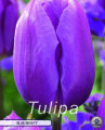 Tulpe Blue Beauty 10 Stück