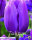Tulpe Blue Beauty 10 Stück