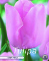 Tulpe Candy Prince 10 Stück