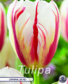 Tulpe Carnaval de Rio 10 Stück