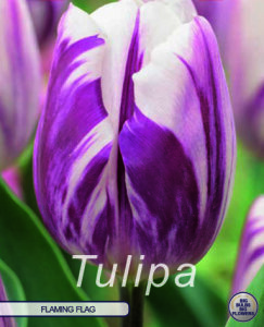 Tulpe Flaming Flag 10 Stück