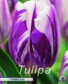 Tulpe Flaming Flag 10 Stück
