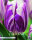 Tulpe Flaming Flag 10 Stück
