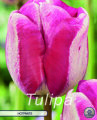 Tulpe Hotpants 10 Stück
