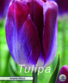 Tulpe Kansas Proud 10 Stück
