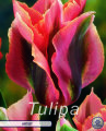 Tulpe Artist 7 Stück