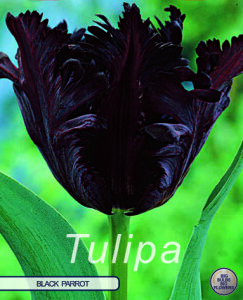 Tulpe Black Parrot 7 Stück