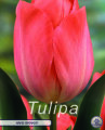 Tulpe Hans Brinker 10 Stück