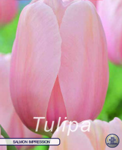 Keyzers Tulpe Salmon Impression 10 Stück