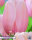 Keyzers Tulpe Salmon Impression 10 Stück
