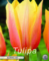Tulpe Blushing Lady 7 Stück