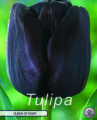 Keyzers Tulpe Queen of Night 7 Stück