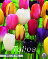 Keyzers Tulpe Single Late Mixed 10 Stück
