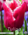 Tulpe Canasta 7 Stück